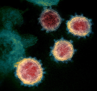 Coronavirus Coronavirus