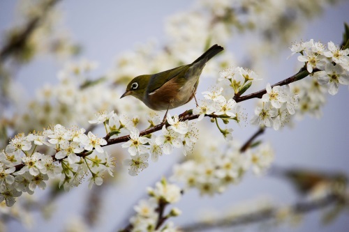 Frühling Frühling